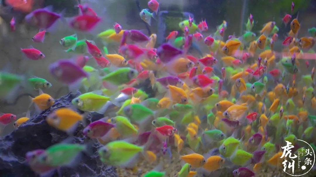 福州齐安路花鸟市场营业时间,福州国艺花鸟市场营业时间