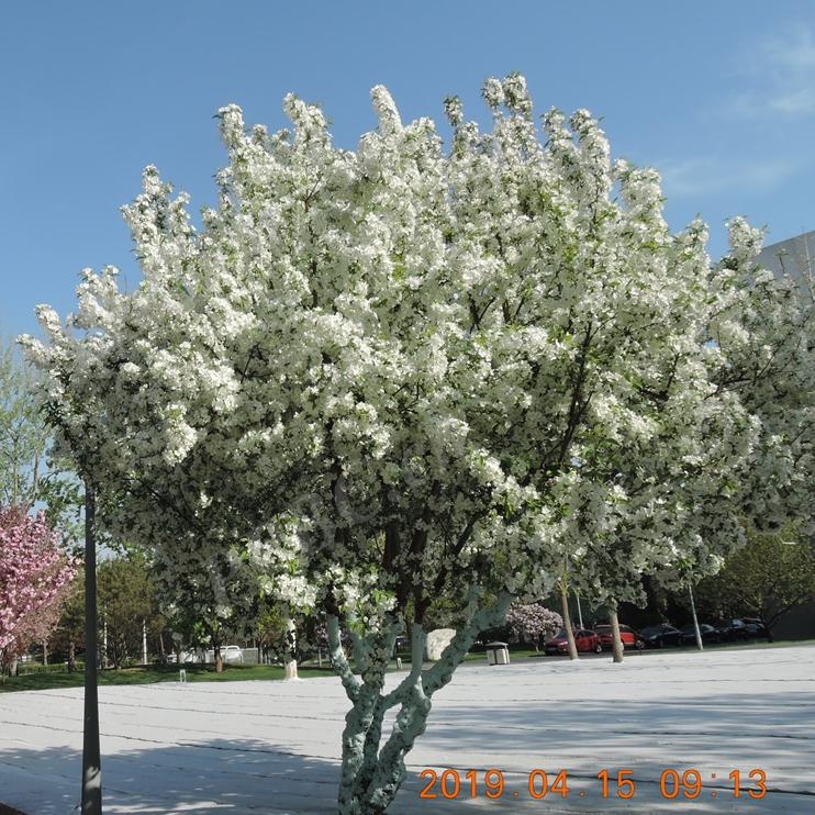 北美海棠与西府海棠的区别,北美海棠与西府海棠区别