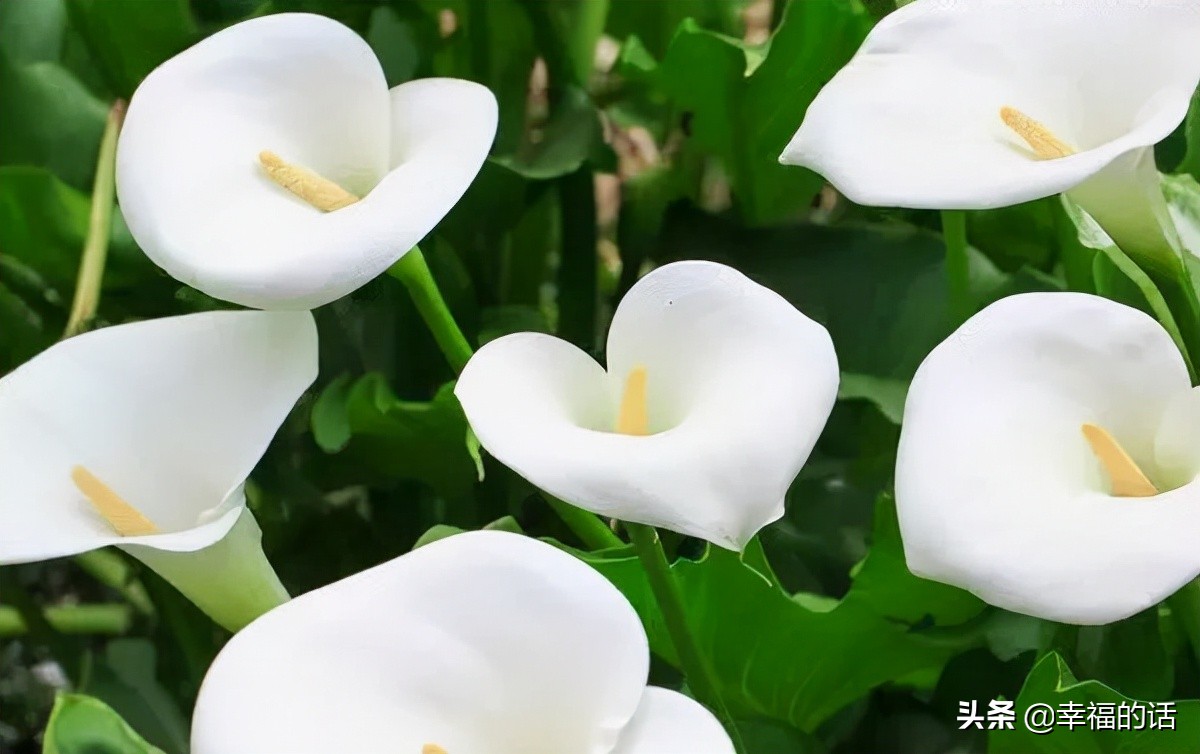 英国国花世界各国的国花,各种国家的国花大全