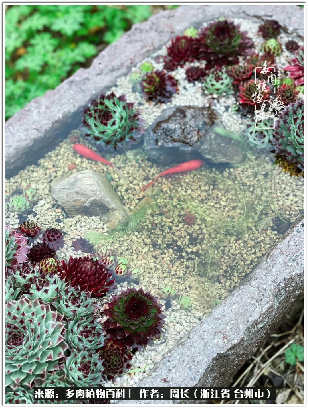 云南树脂粘土多肉组合拼盘创意,多肉拼盘的五个要点是什么