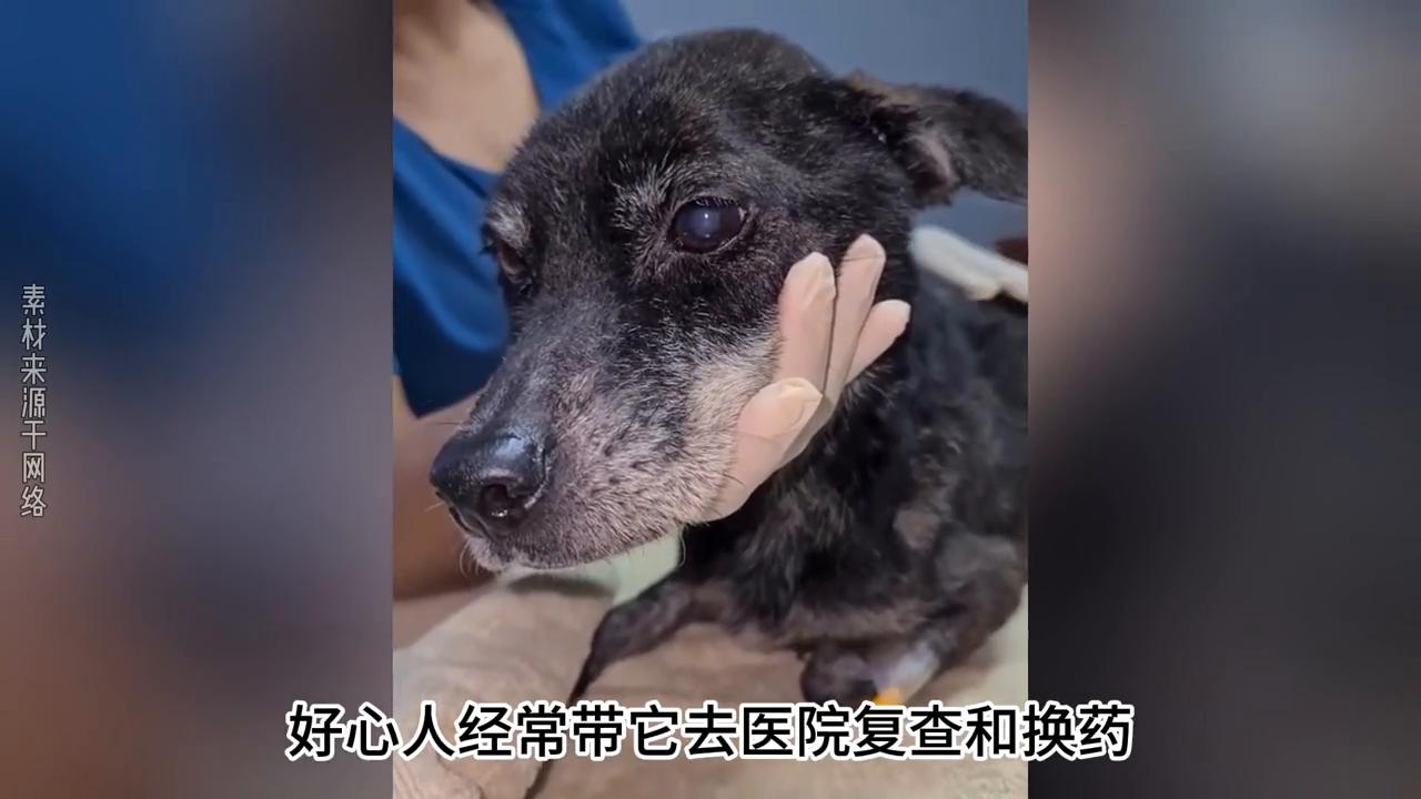 狗狗被主人打得死去活来,狗狗被主人打然后跳坑