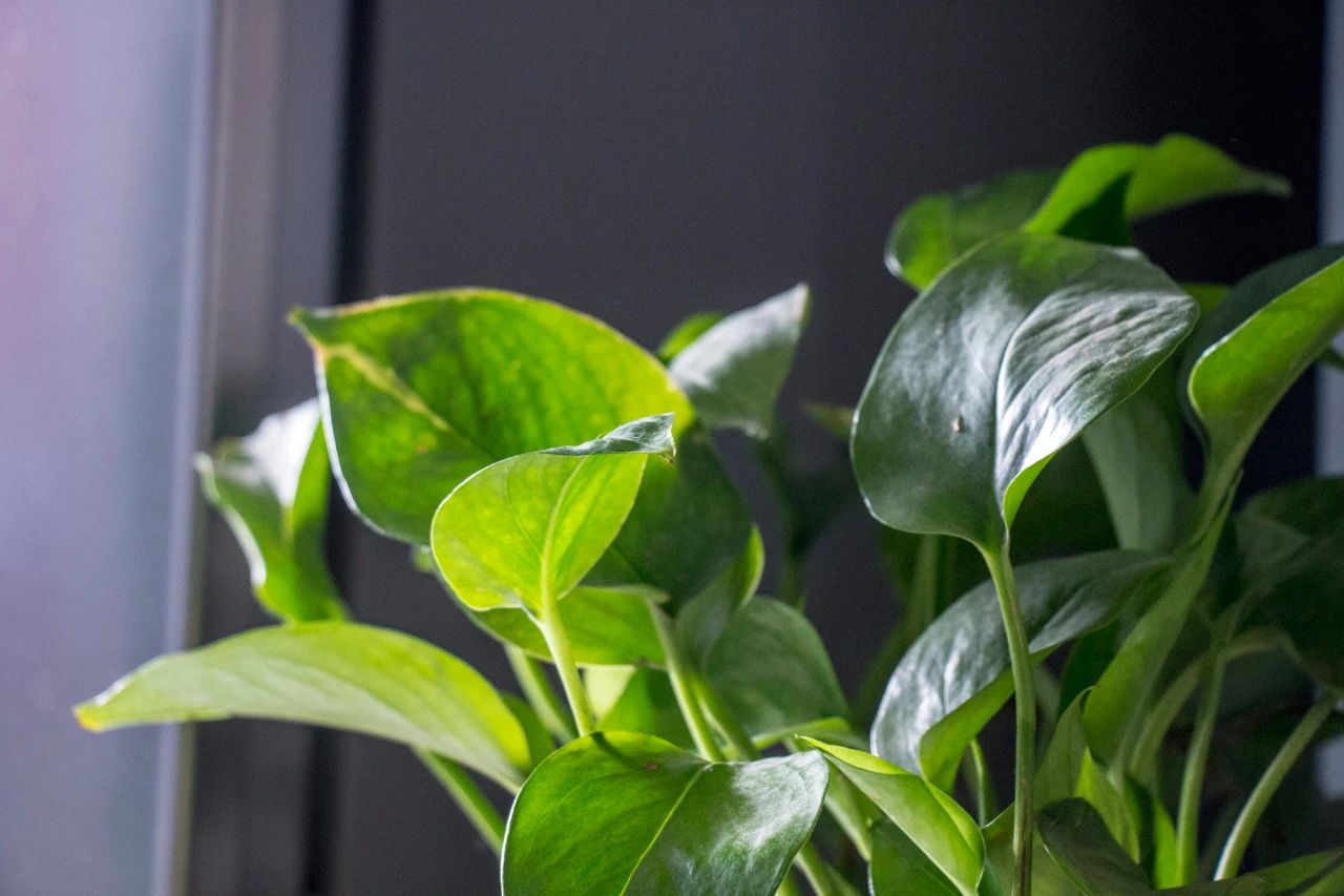 绿萝夏天生小飞虫怎么消灭掉,绿萝小飞虫消灭方法