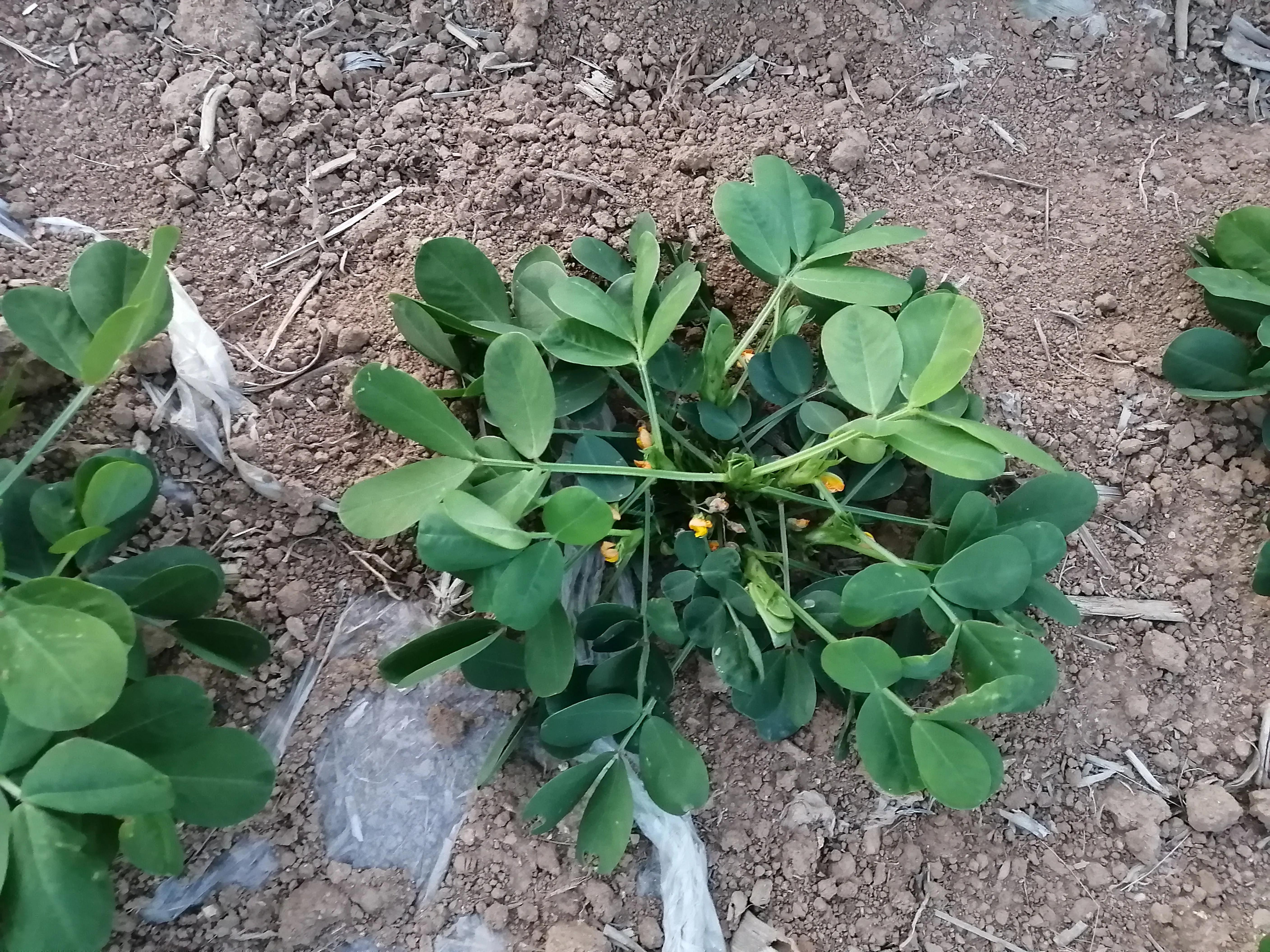 傍晚的乡村,傍晚的乡村如诗如画