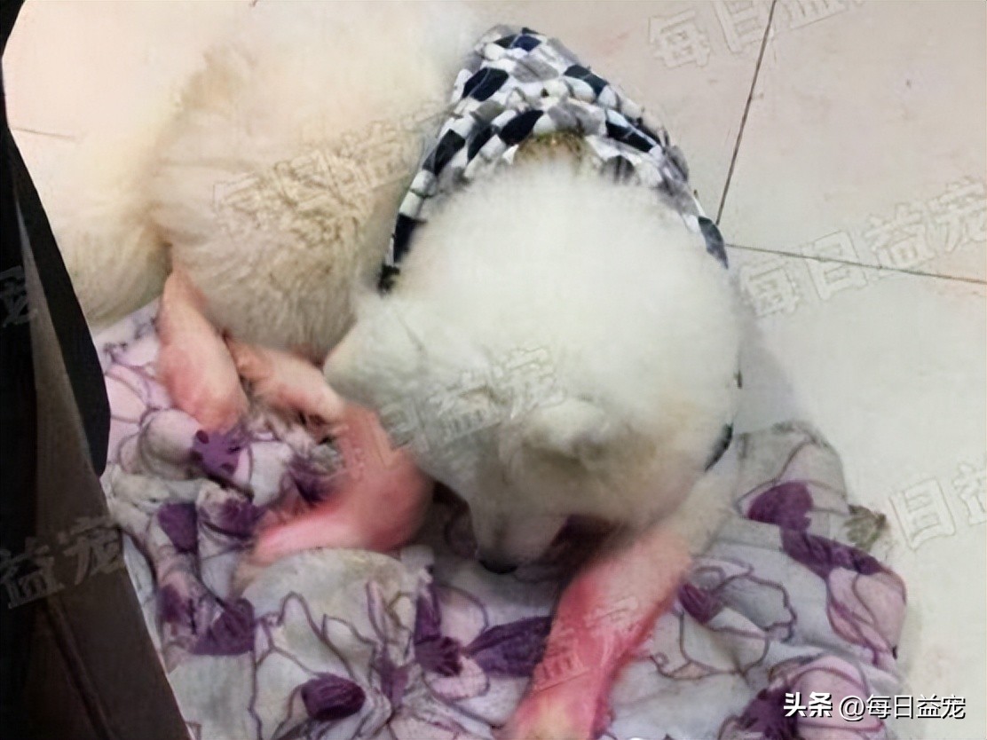 萨摩耶半夜在主人床边吓坏主人,萨摩耶半夜拉屎怎么回事