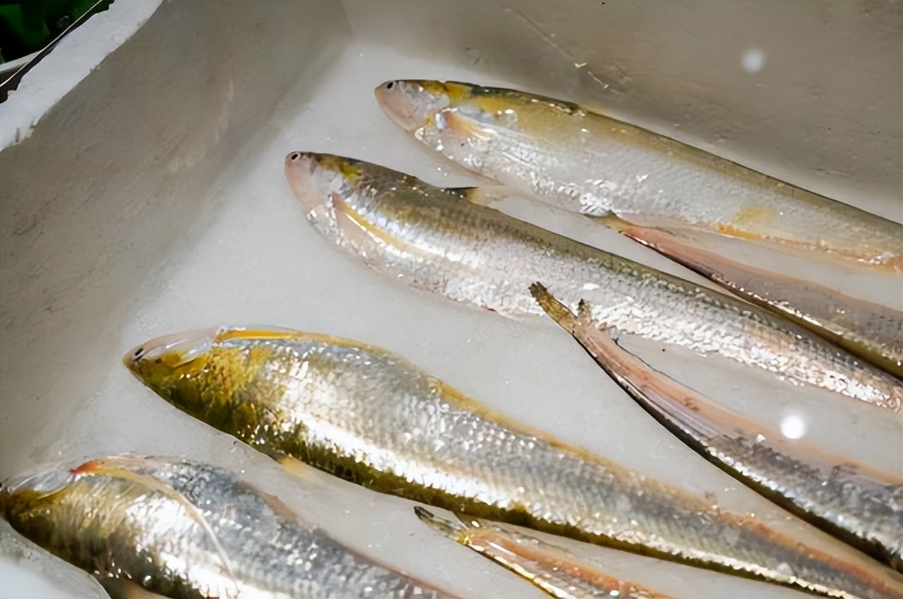 长江流域禁渔十年鱼多了,长江禁渔多年未见过的鱼