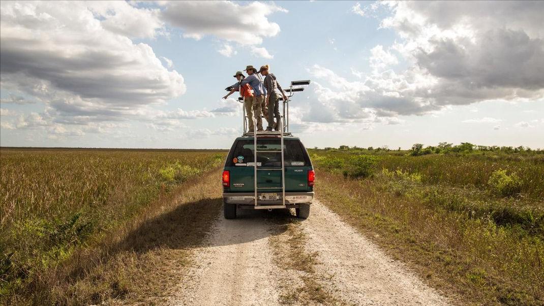 美国佛州最大缅甸蟒,美国蟒蛇泛滥原因