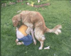 幼犬不良行为纠正,幼犬怎么纠正错误