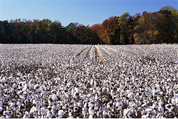 印度黄麻养活近千万人,被欧洲大量收购,为何我国却要早早淘汰?