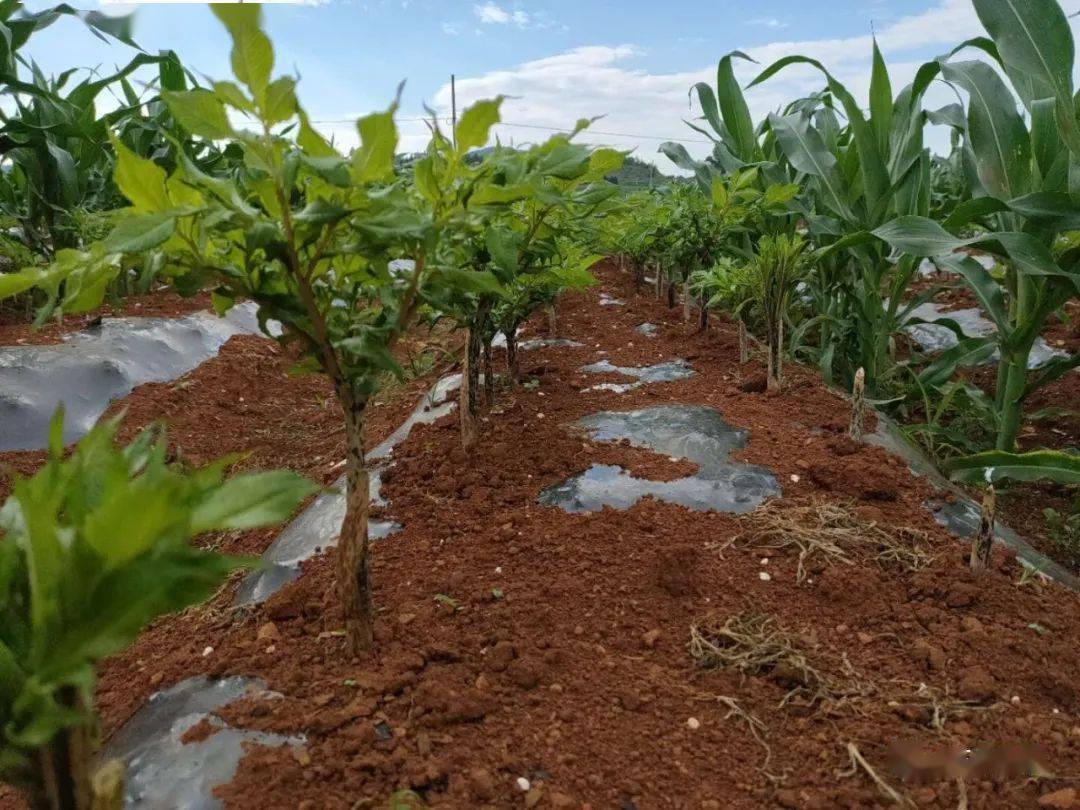 一亩地收入10000元的农作物有哪些,农业最赚钱的种植是哪个项目