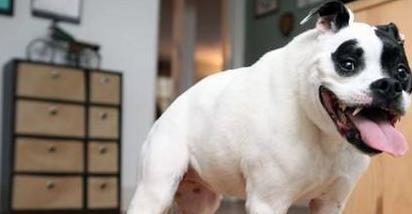 库达战土狗,库达犬的战斗力