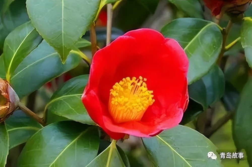 青岛市花耐冬,青岛市花