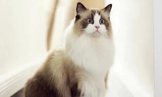 猫咪能不能吃火腿肠,猫咪不能吃的水果和蔬菜