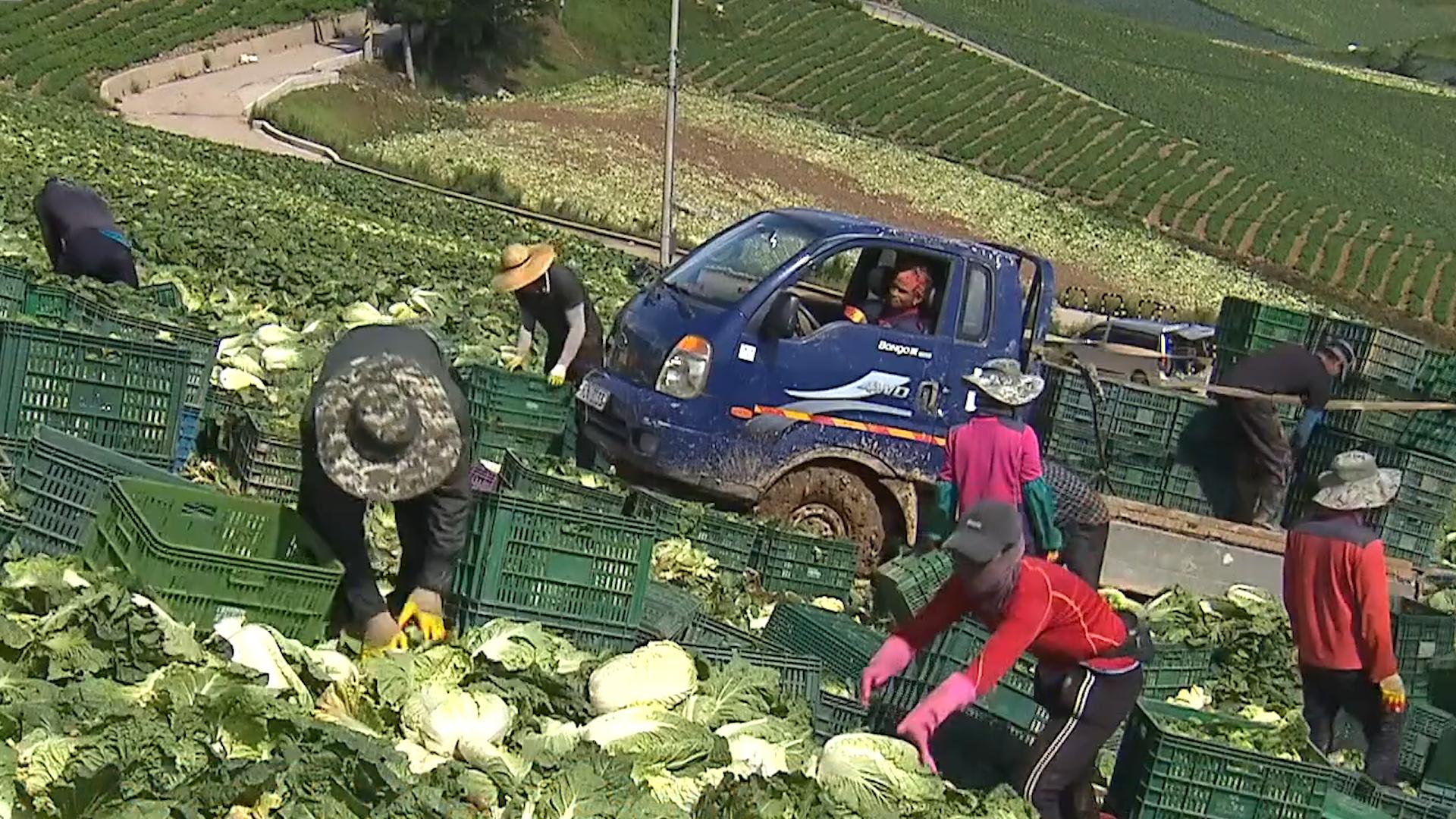 韩国人西瓜为什么贵,韩国人西瓜真的那么贵吗