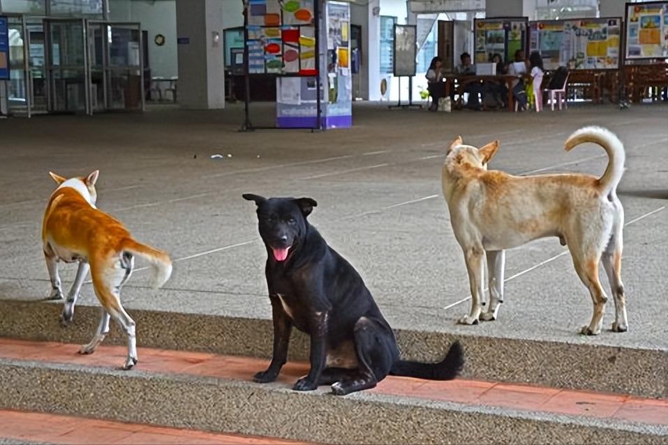 泰国的风土人情和自然风光,泰国风情照片