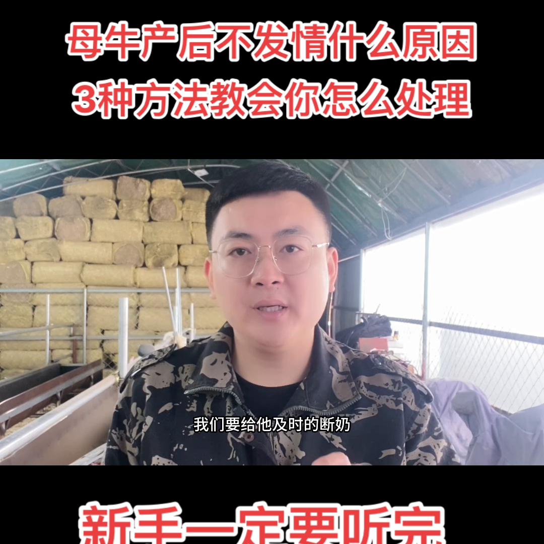 母牛产后不发情，几乎所有养牛人都遇到过，听完我的方法，...