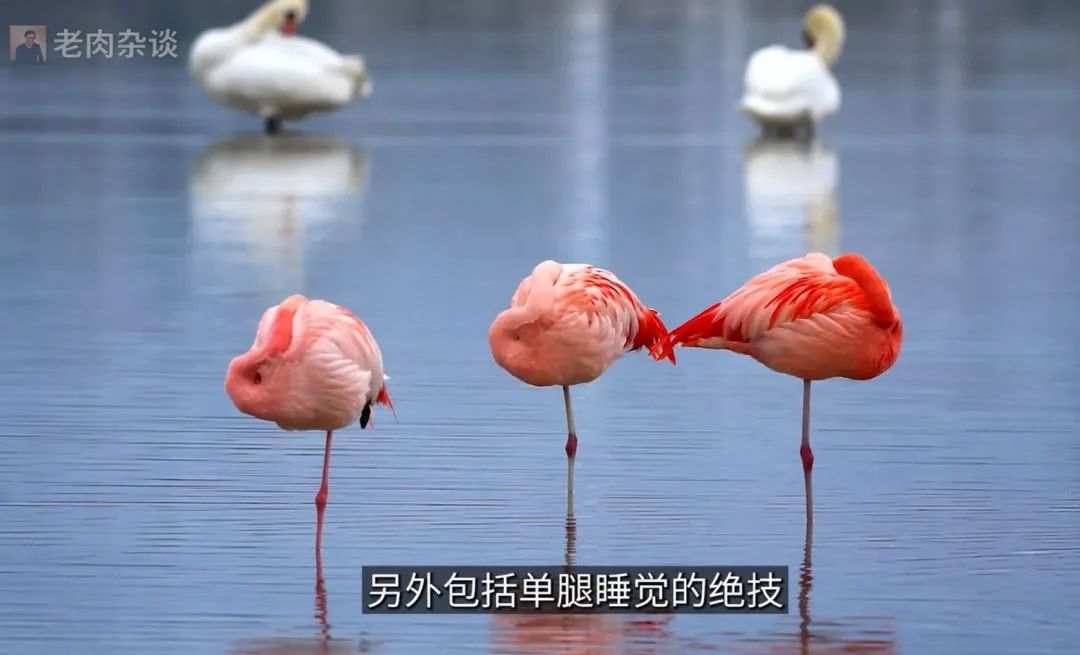 万万没想到，有一天，我们会被动物“教做人”！