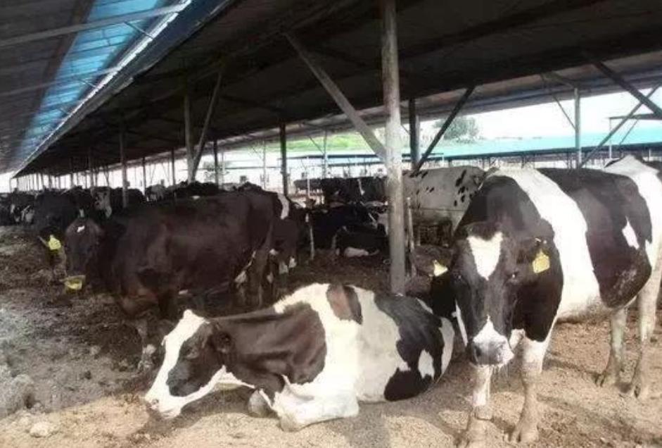 鏃ユ湰涓轰粈涔堝湪灞变笢绉熷湴,鏃ユ湰涓轰粈涔堝湪涓浗绉熷湴