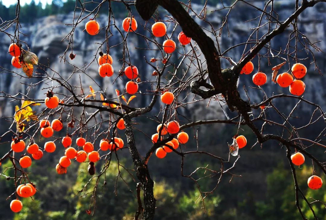 春天的潺潺溪水,春天的顶流