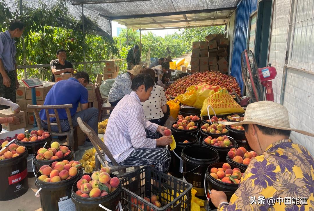 热销！我们的直播间，帮退伍军人卖掉15000斤滞销黄桃