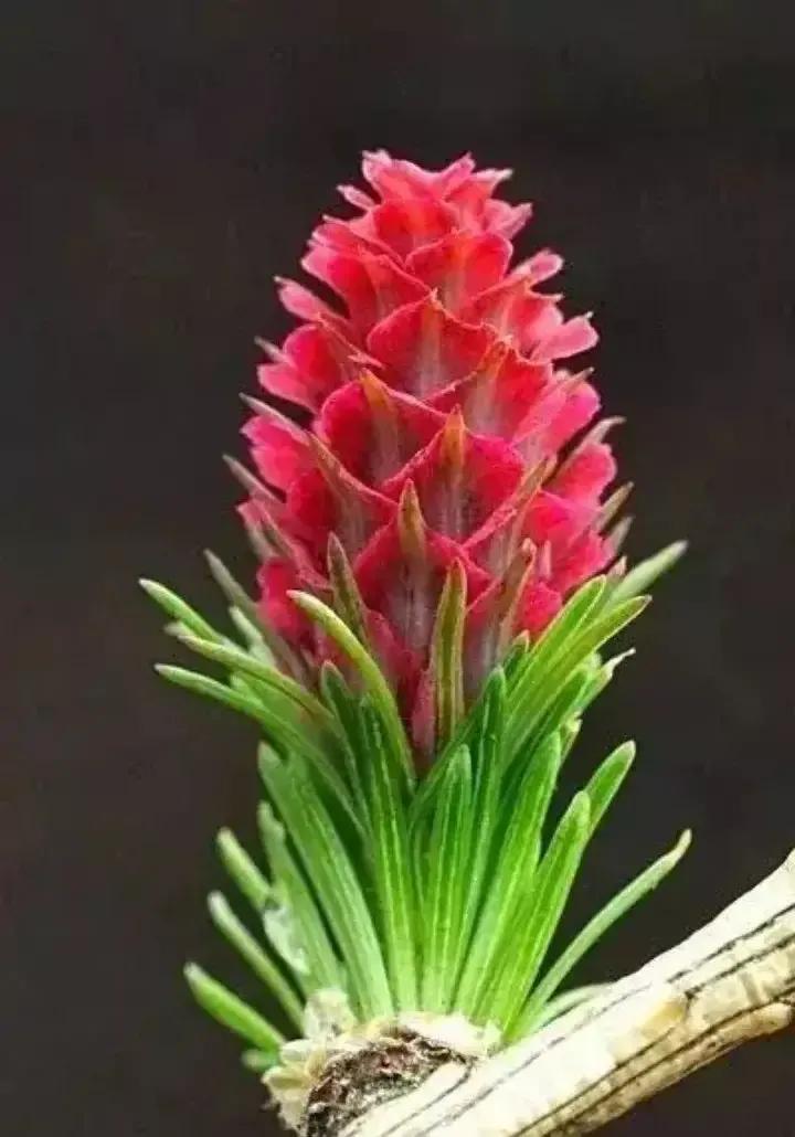 你见过松树吗,什么松树开花很漂亮