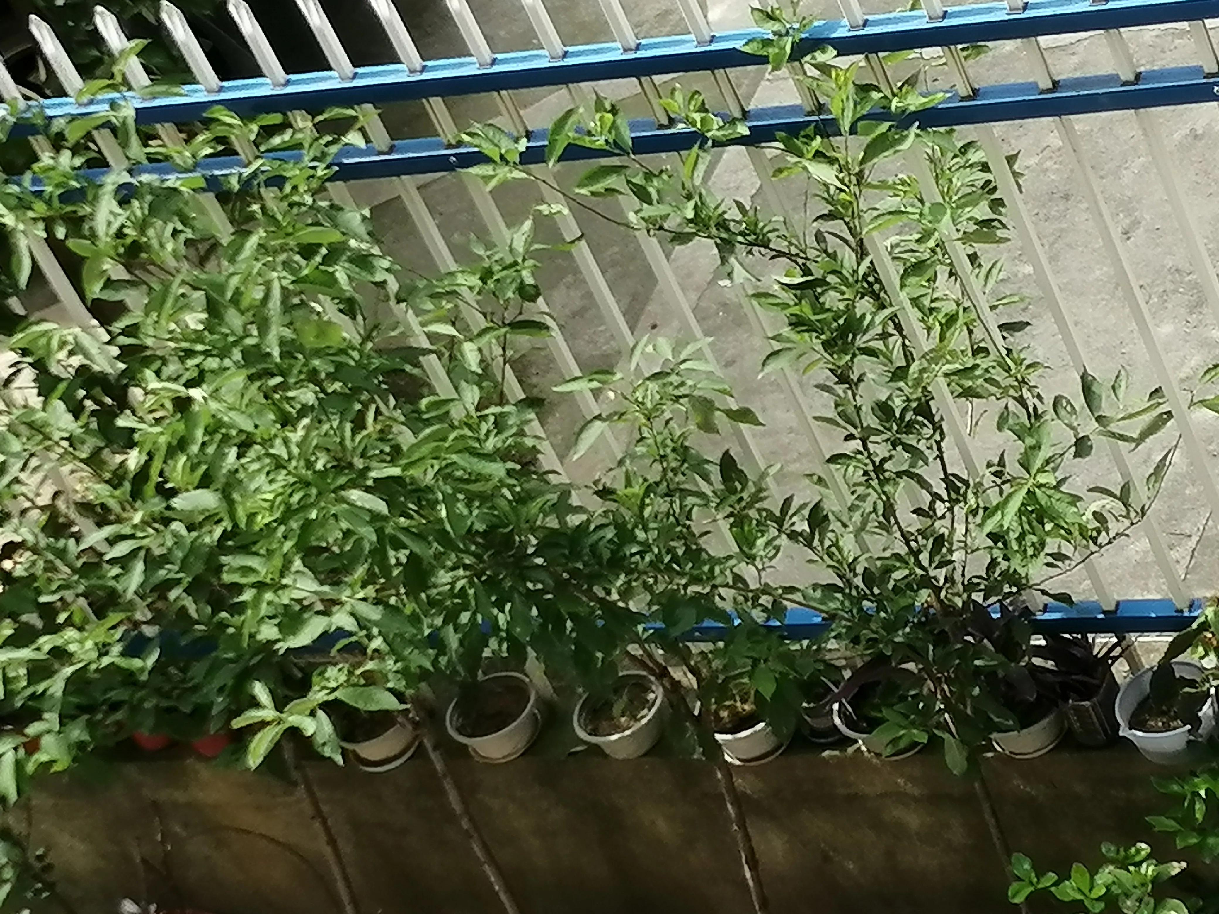 为什么别人打电话过来手机没显示,为什么别人打电话手机没显示号码