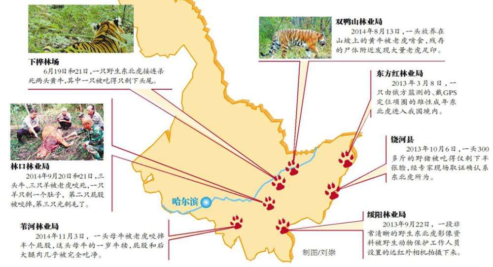 东北虎完达山一号咬死人了吗,完达山一号东北虎多少重