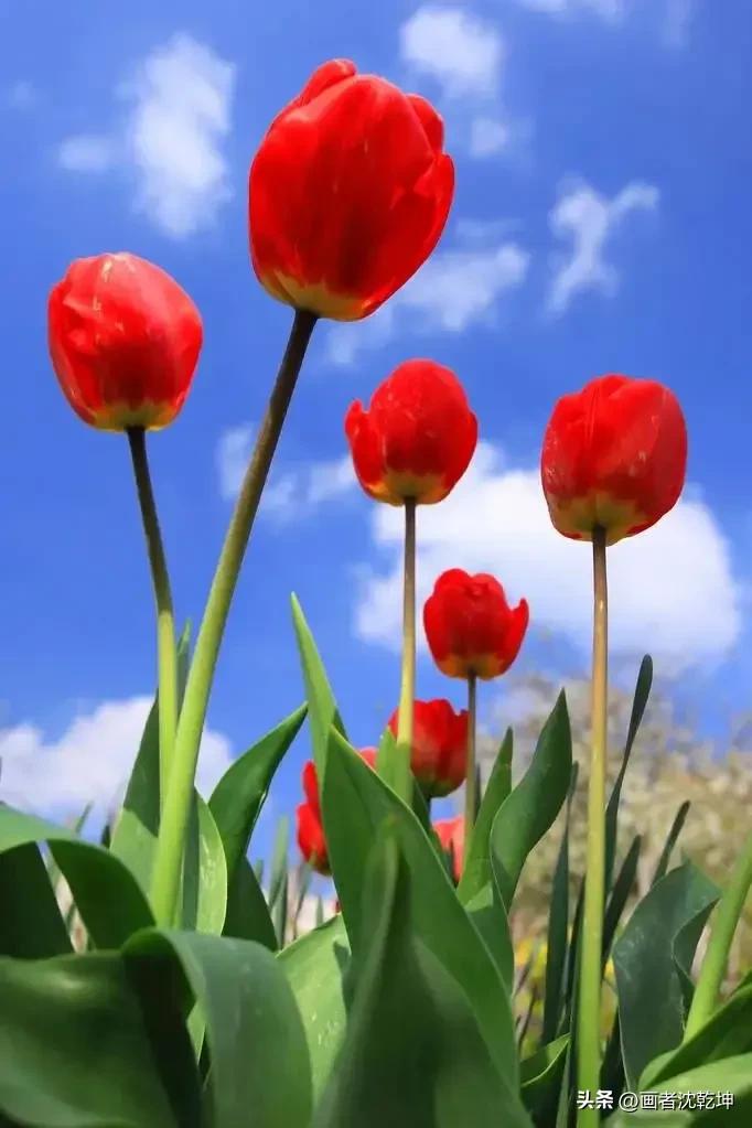 绝美郁金香花图片,绝美郁金香图片大片