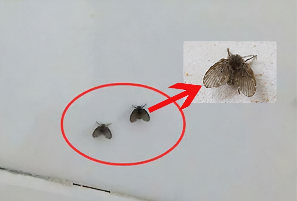 卫生间小飞虫蛾蚋的危害,卫生间小飞虫有多可怕