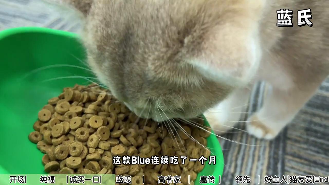 这次我们邀请团队9只猫咪一起参与猫粮测评
