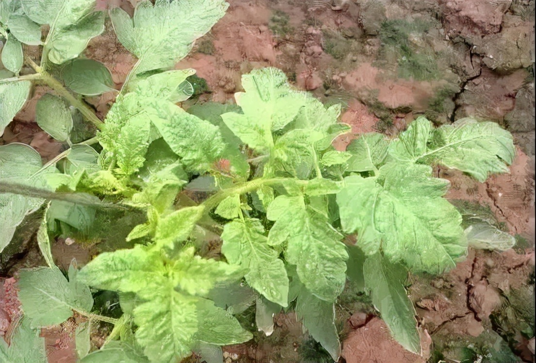 西红柿为什么会出现黄头,西红柿有黄头病毒怎么处理