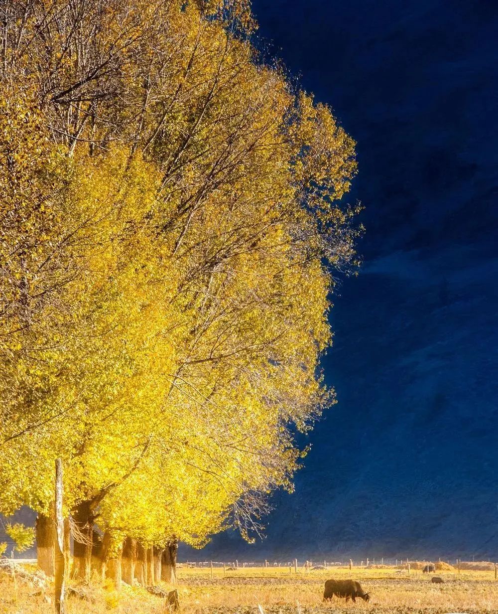 甘孜文旅局长化身侠客火出圈,火出圈啦