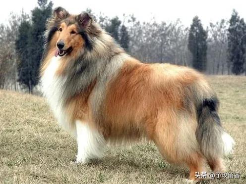 狗的种类常见宠物狗的品种及特点,宠物狗种类及特点