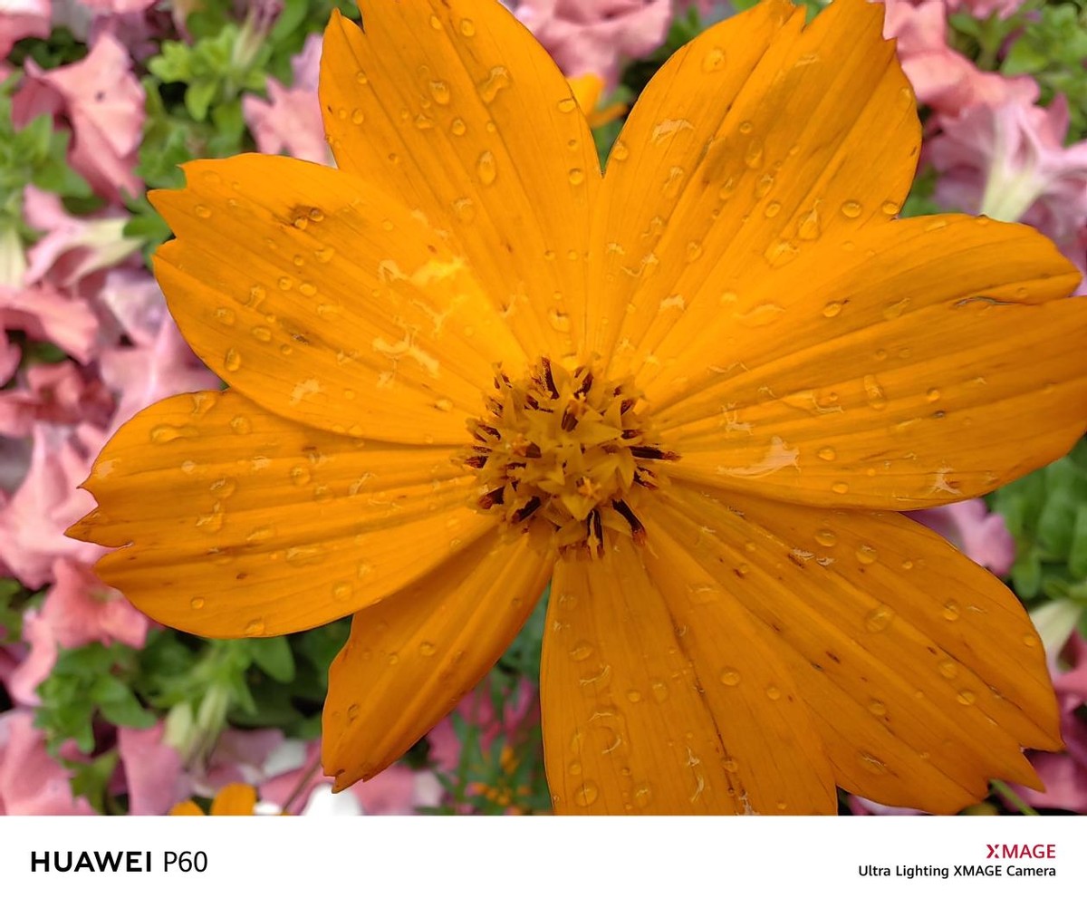 没有徕卡的华为p60系列评测,最新发布华为p60系列值得入手吗