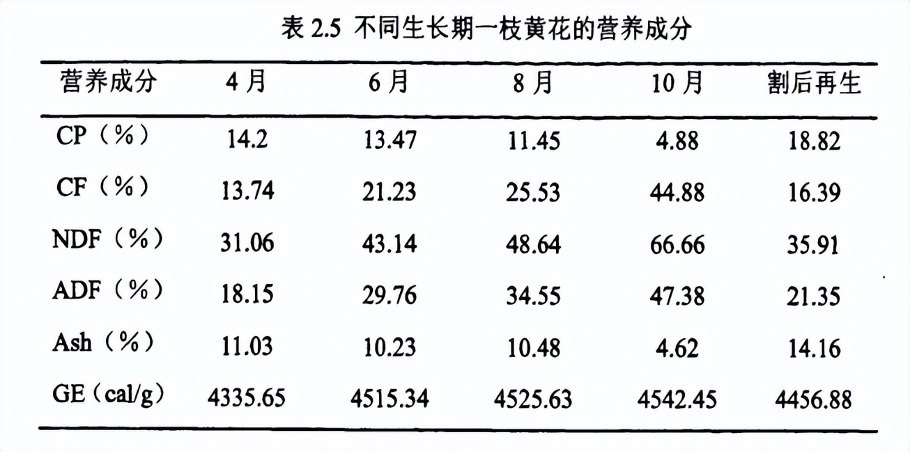 营养堪比牧草，多地有分布，靠着“一枝黄花”有羊场月省10万饲料