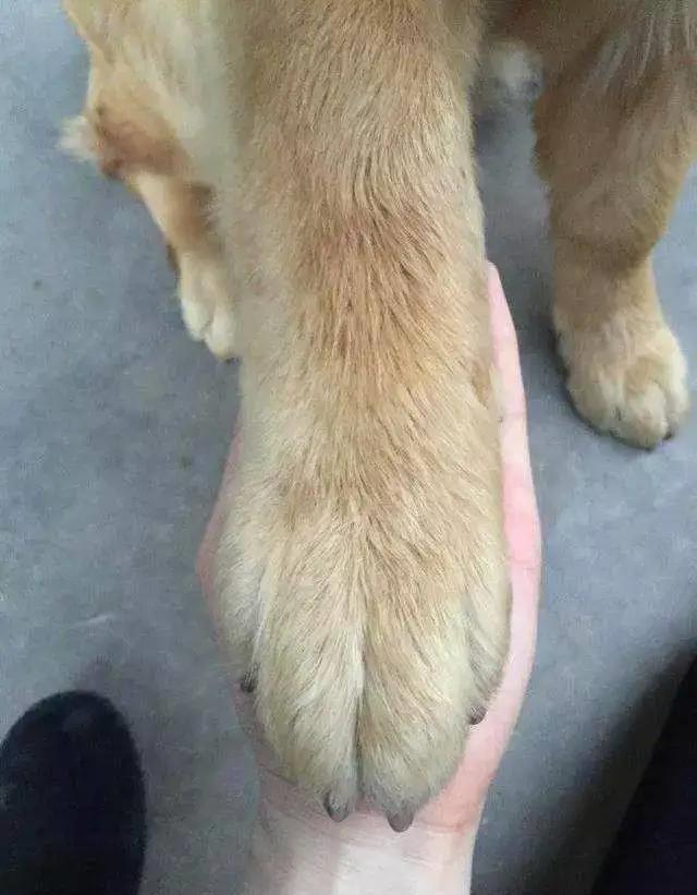 隔壁邻居偷了我家的狗,隔壁邻居偷我家狗