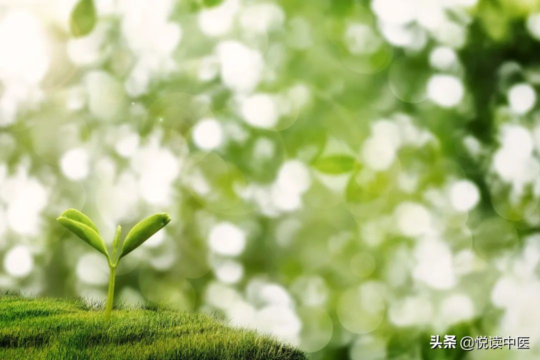 缃楀ぇ浼︽不鍜冲椊鐨勪腑鎴愯嵂,娌诲挸鍡藉棑瀛愮棐鐨勪腑鎴愯嵂