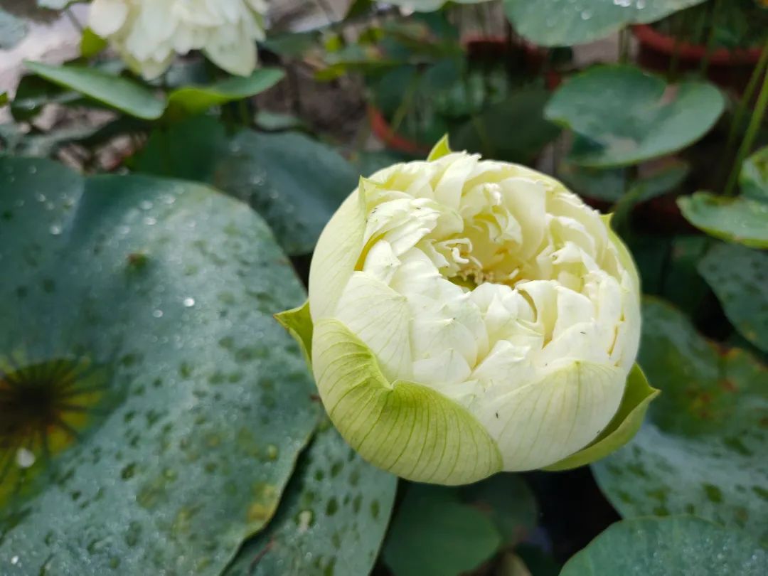 绝美的荷花品种大全图集,超好看荷花品种大型荷花