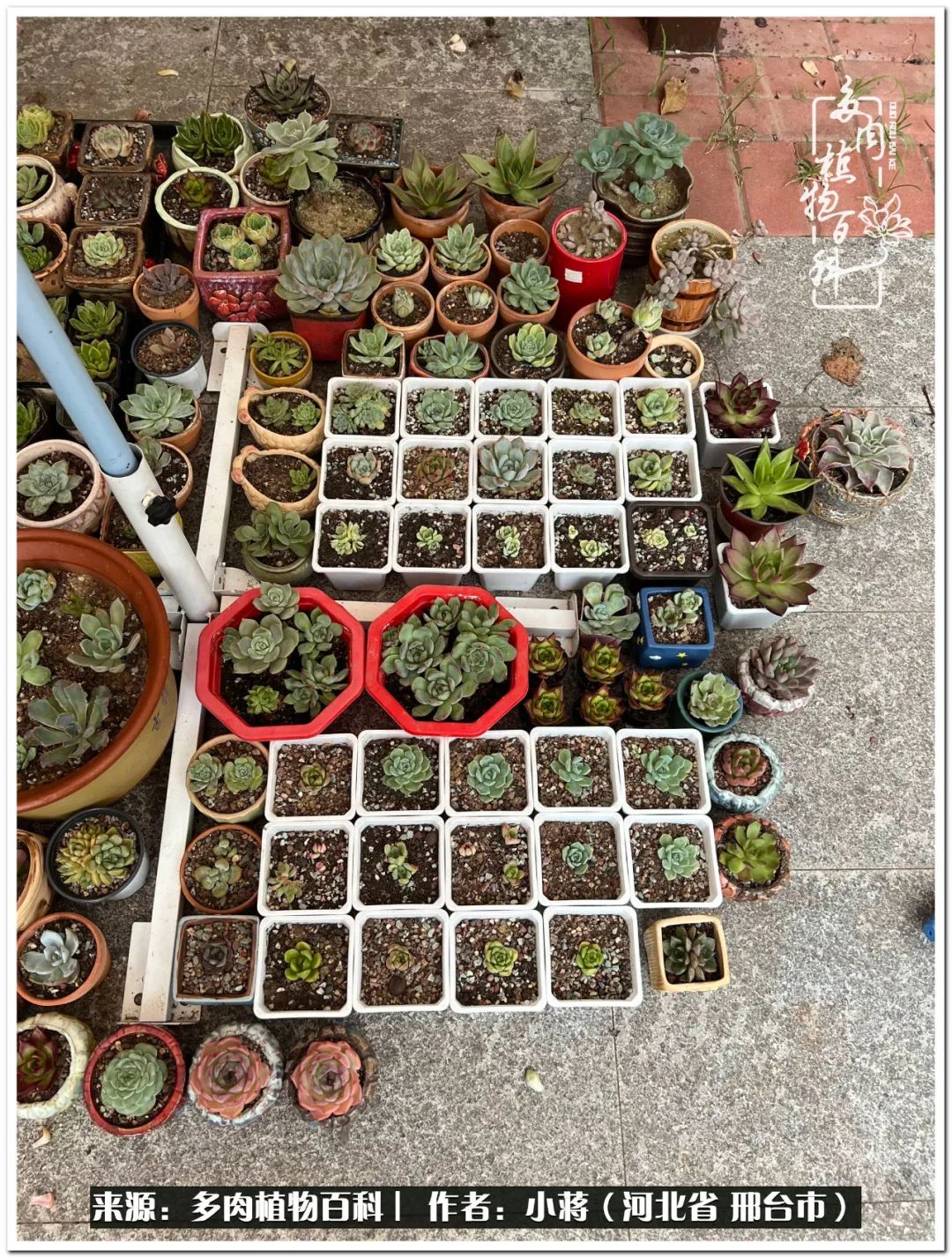 我与多肉植物之间的故事,我和多肉十二卷的故事100字