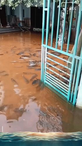 暴雨后广西老叔家里游进一群“食人鲳”，老叔懵圈：不知道哪来的