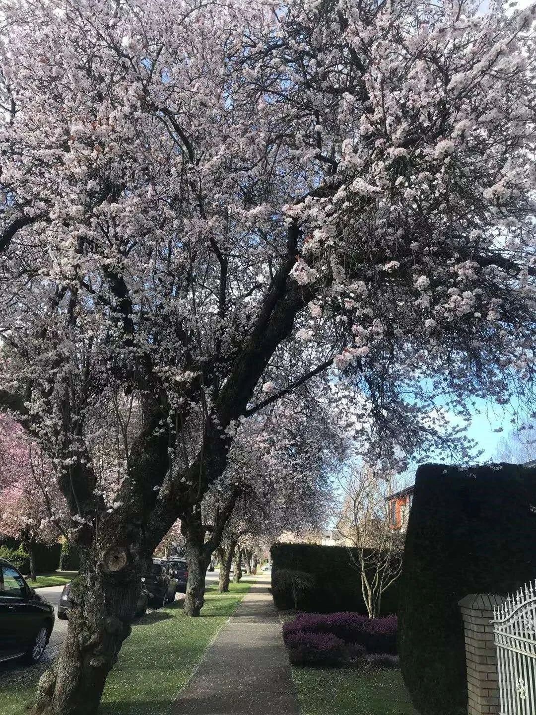 千万起炒的“闺蜜炒房团”，官司横跨太平洋