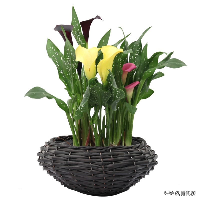 马蹄莲精品盆栽,各种盆栽马蹄莲