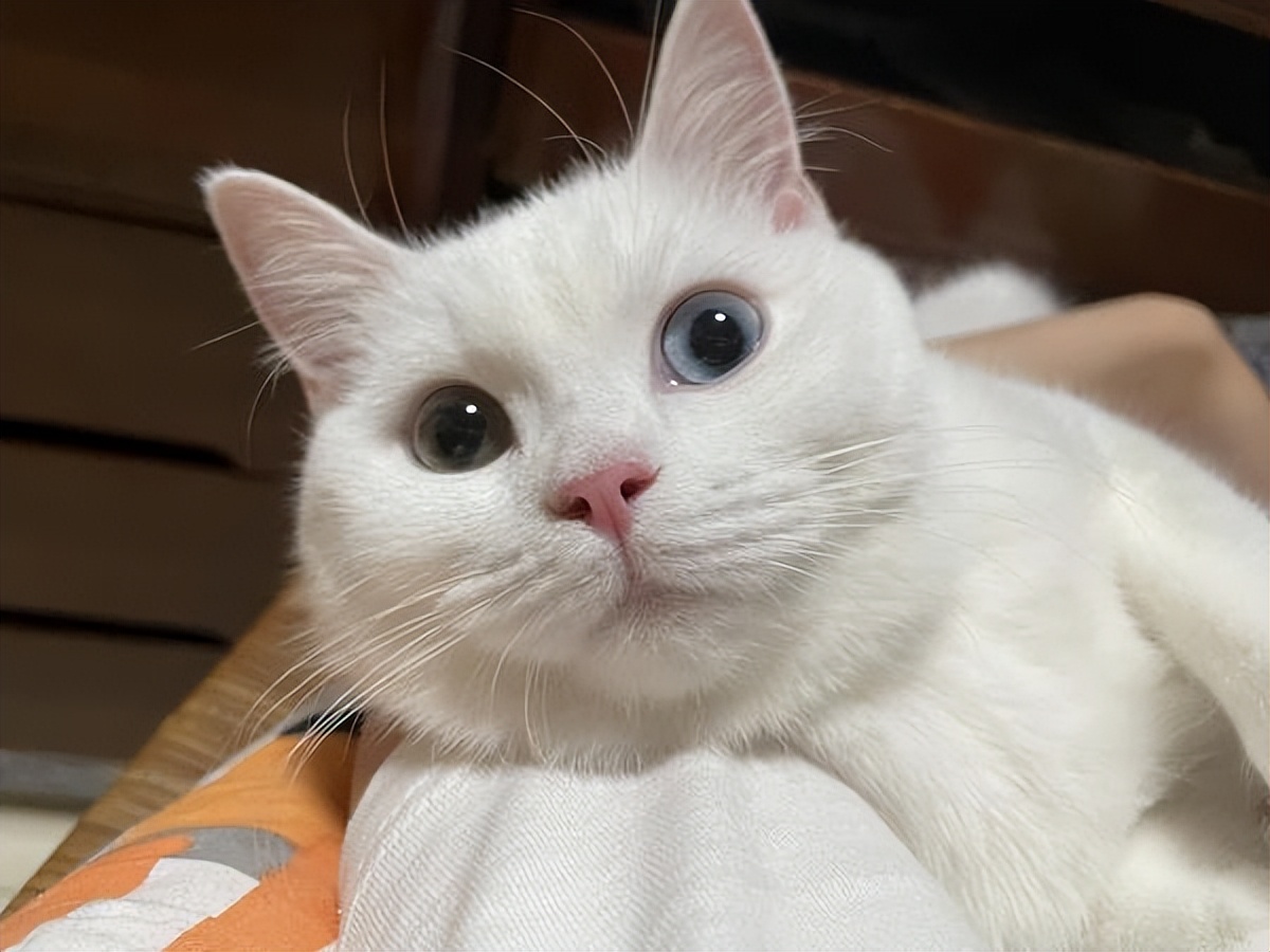 猫咪的胡子正常是怎样的,猫咪的胡须小知识