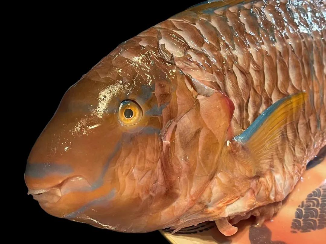 潮爸家7月2日午餐记录,湛江野生鹦鹉鱼,与苏眉青衣齐名海中珍品