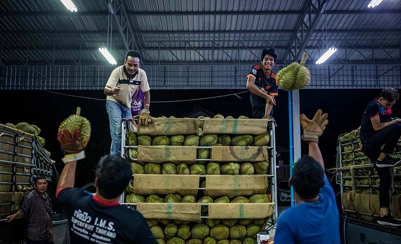 菲律宾榴莲获准对华出口,菲律宾希望扩大对中国的榴莲出口