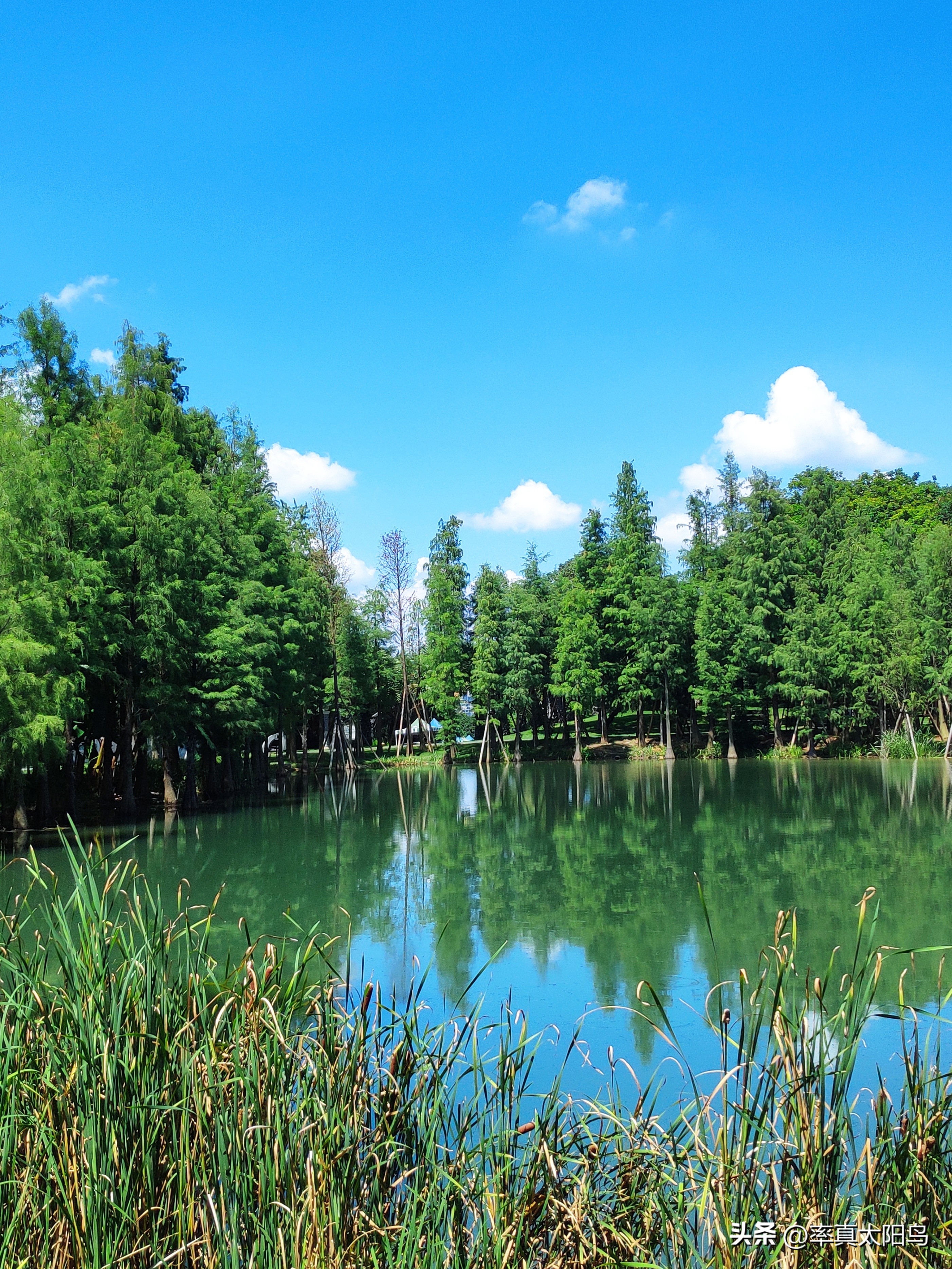 秋水之韵文章,秋水之韵抖音