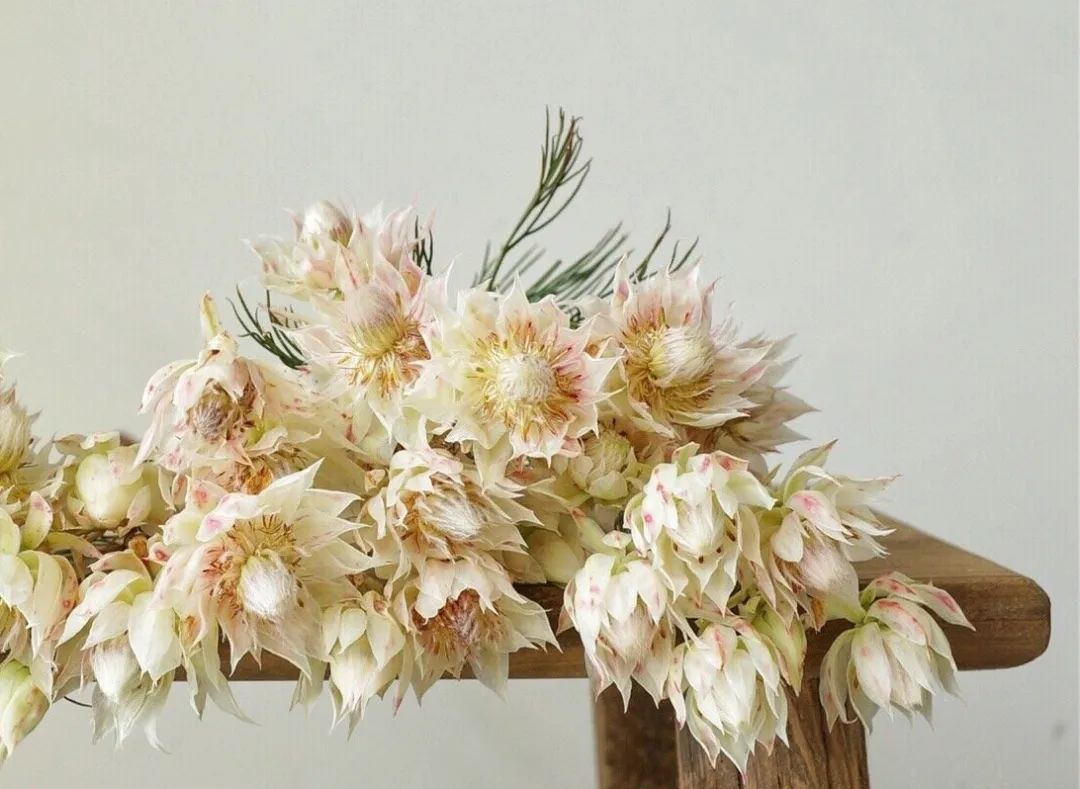 南非新娘花季节,南非的新娘花