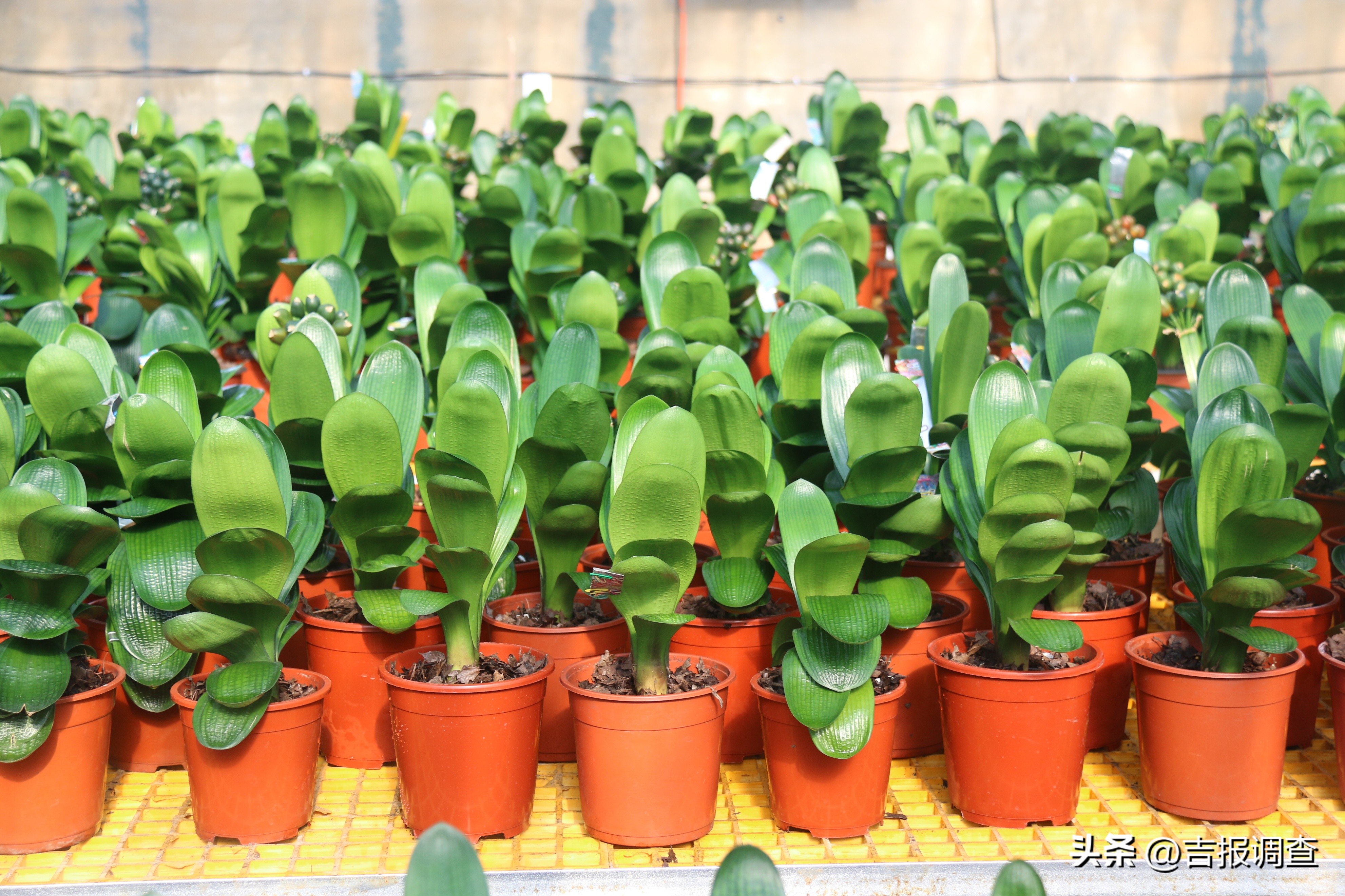 辉南县庆阳镇乡村振兴增添君子兰繁育新产业!君子兰通过电商渠道远销到国内多地