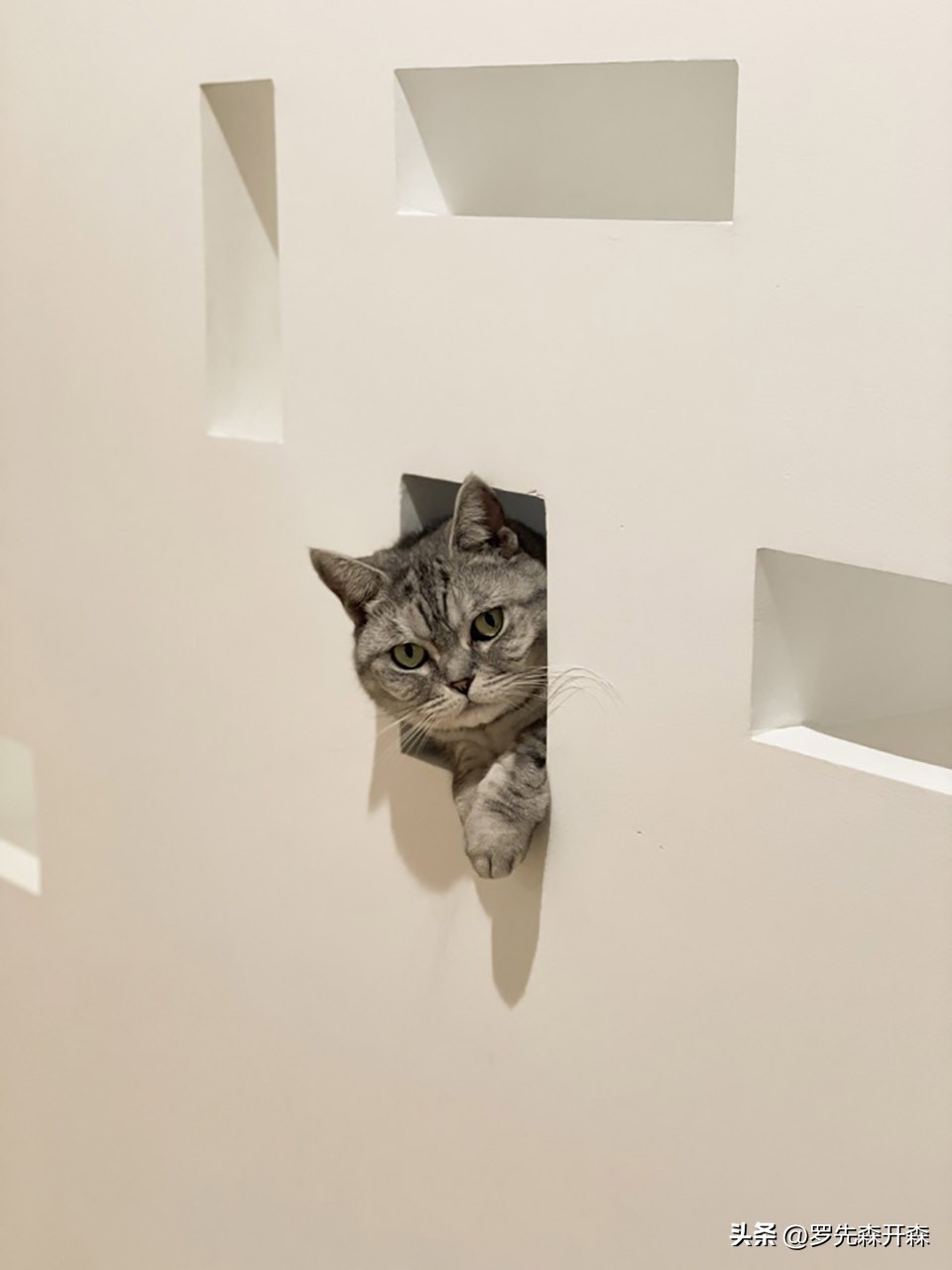 猫猫避难猫窝,猫猫居住小窝