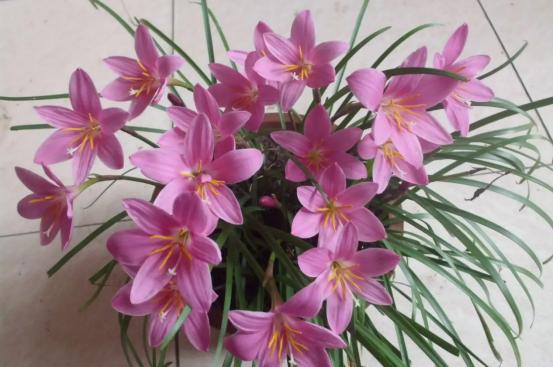 百花种类大全,百花的种类有哪些