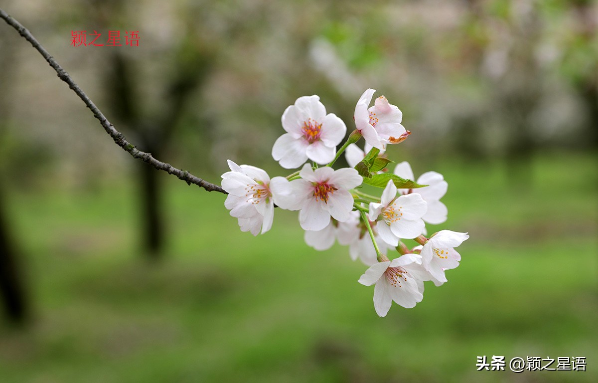 3月份看樱花去哪里看最好,三月中旬最值得去欣赏的樱花最美